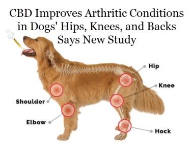 CBD FOR DOG ARTHRITIS