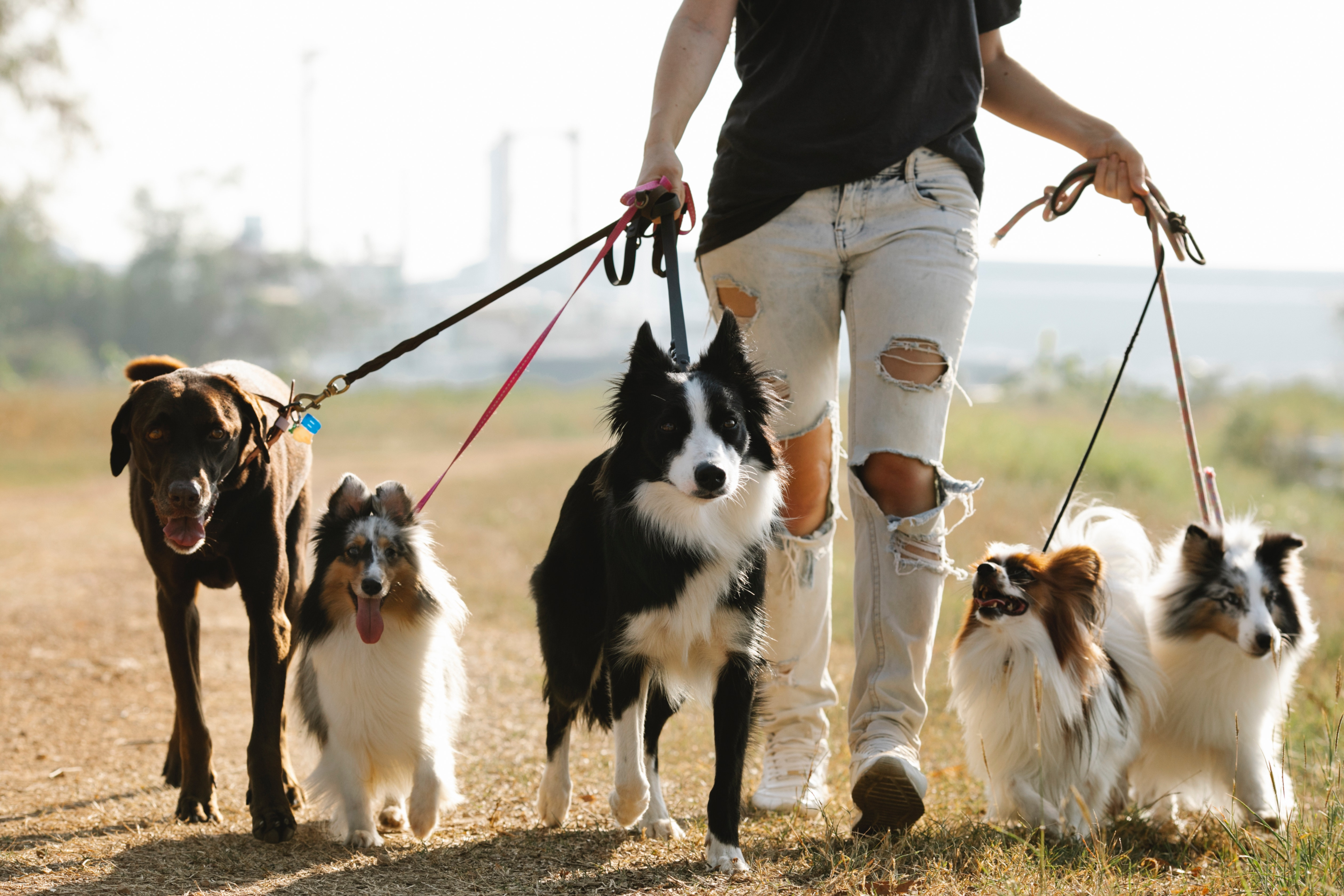 Un paseador de perros paseando perros con correa en el campo