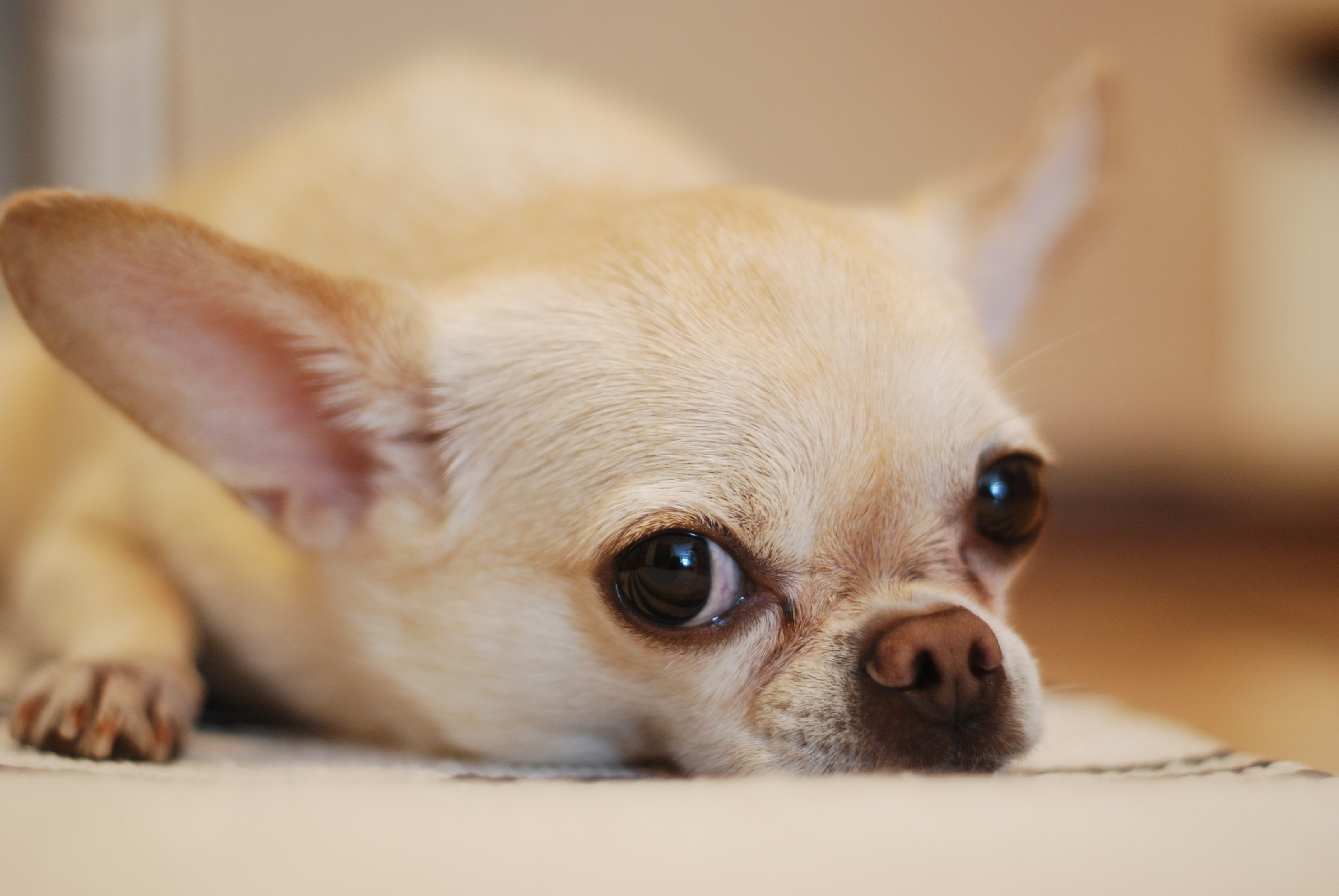 Chihuahua nằm trên tấm thảm trắng