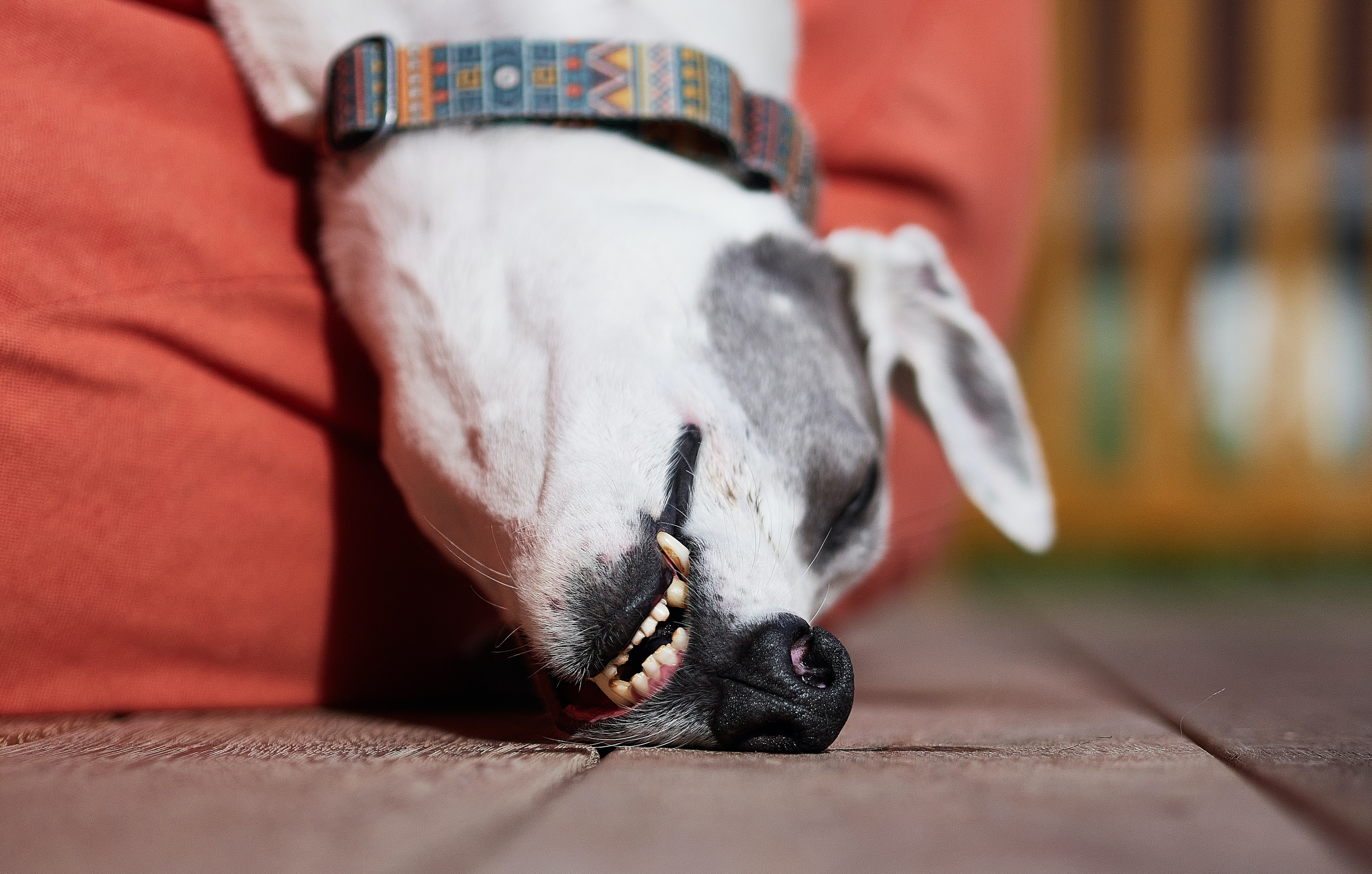 Chú chó Greyhound đang ngủ đeo vòng cổ