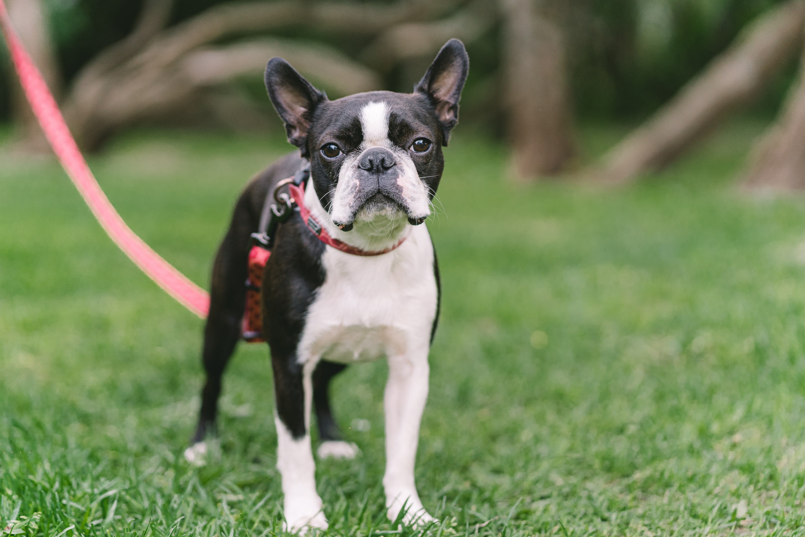 Chó sục Boston trưởng thành tại công viên dành cho chó