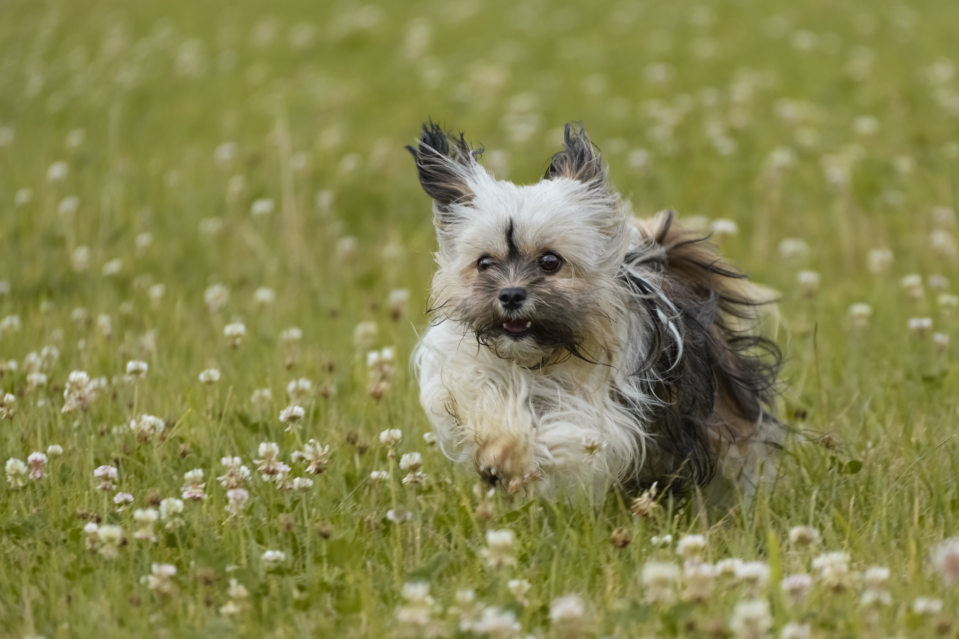 Perro Bichón Habanero corriendo a través de un parche de flores