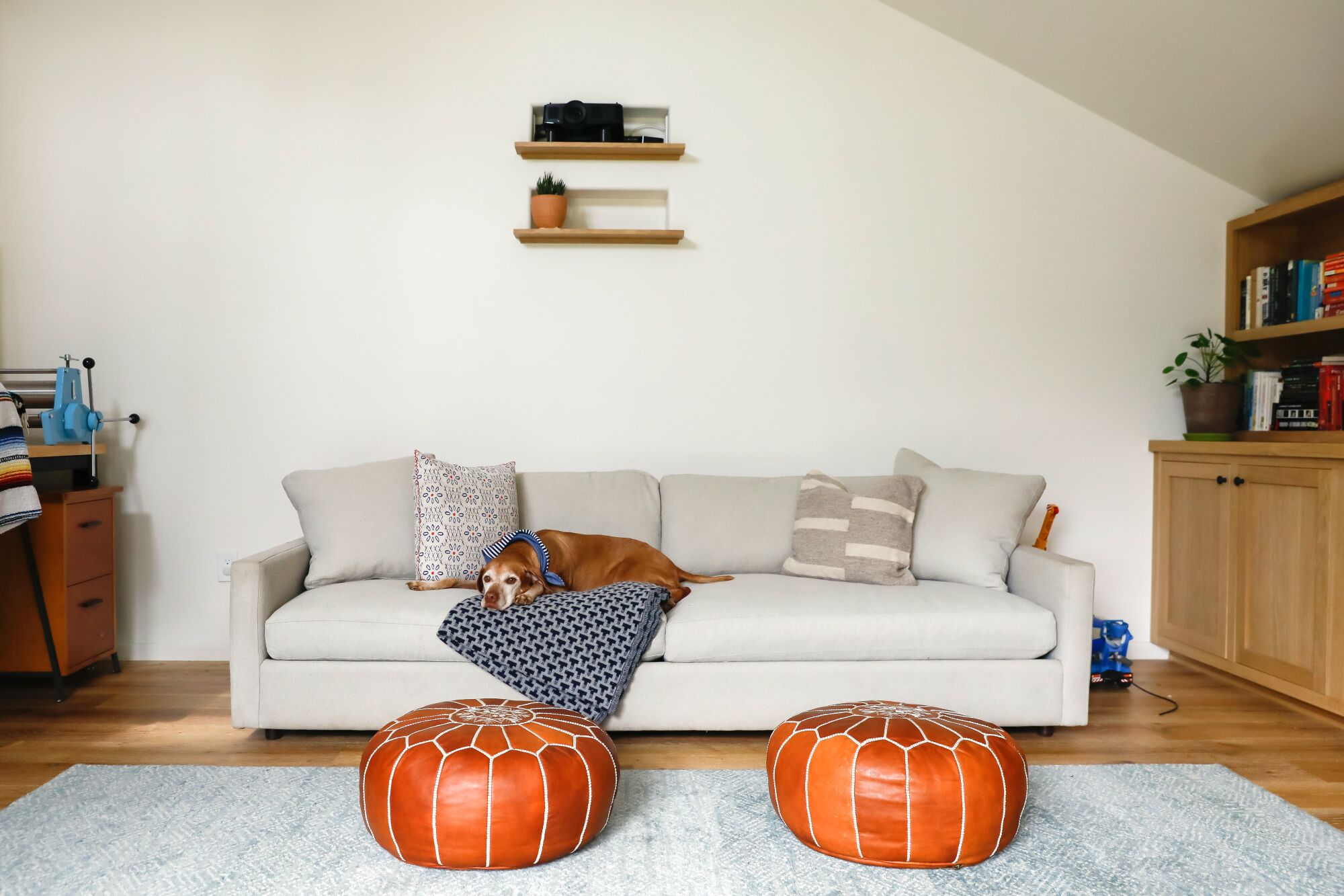 Bir köpek, önünde iki kahverengi deri sedir bulunan gri bir kanepede battaniyenin üzerinde dinleniyor.