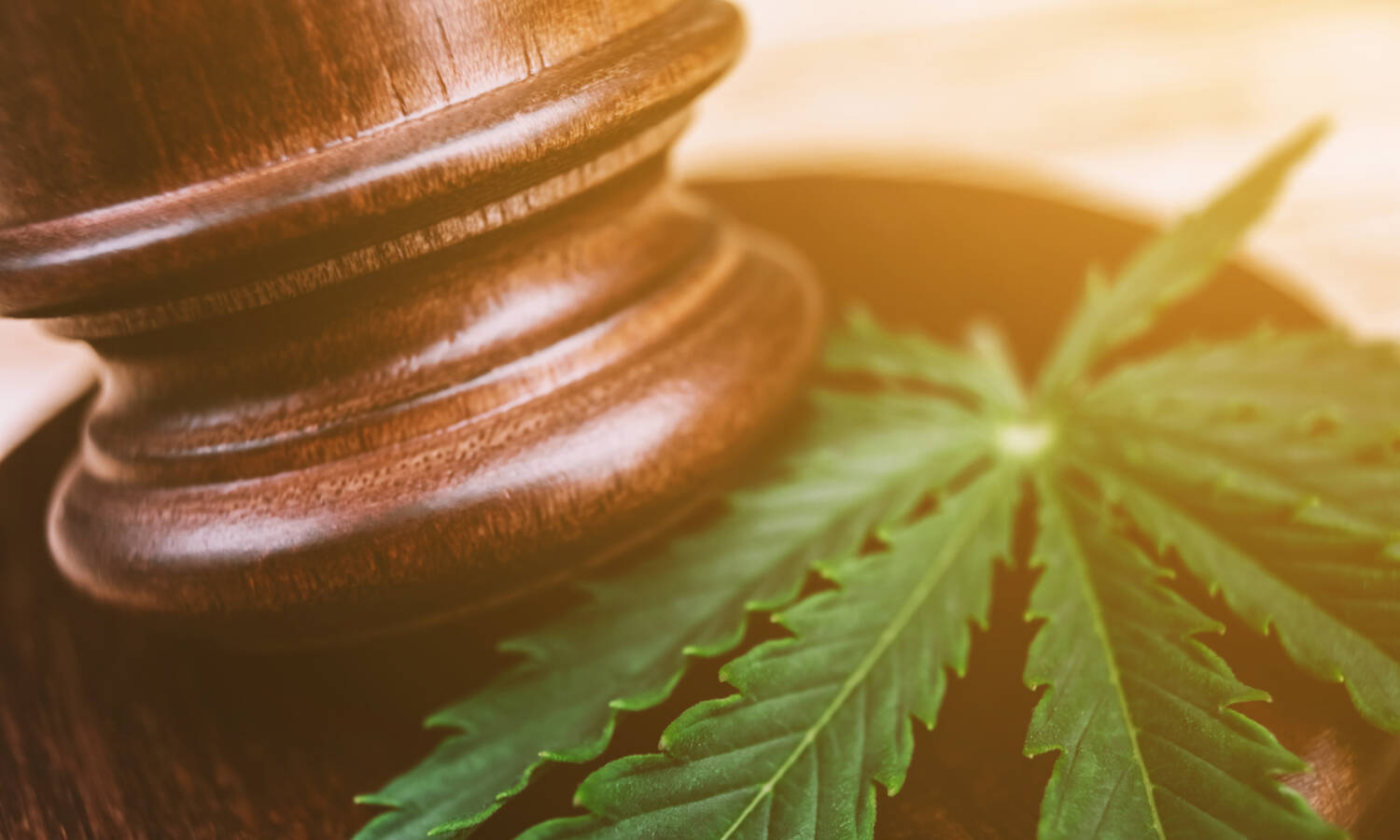 tribunaux légaux de marijuana