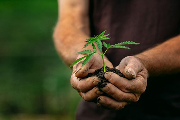 Cannabis Sustainability Man Cultivates Plant