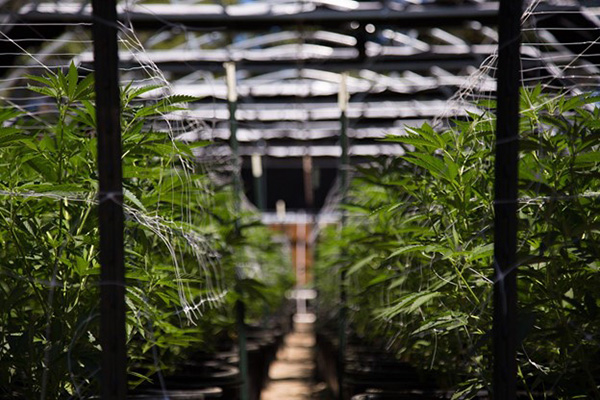 Marijuana Greenhouse Growth Effects on Environment