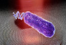 أسطوانة الجرافين التي تكتشف الحركة النانوية البكتيرية