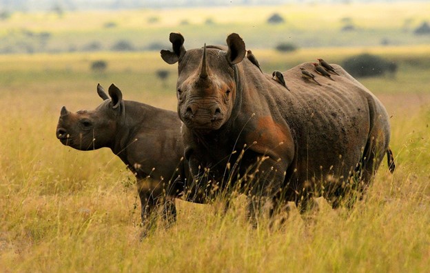 rinocerontes negros