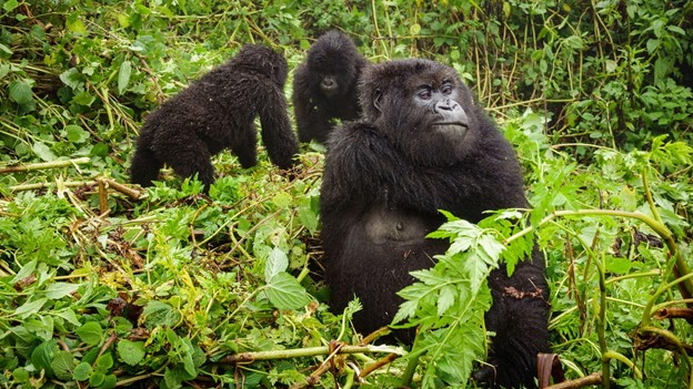 Familia de gorilas en el bosque