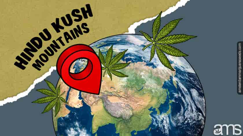 vị trí nguồn gốc của chủng kush được đánh dấu trên bản đồ thế giới