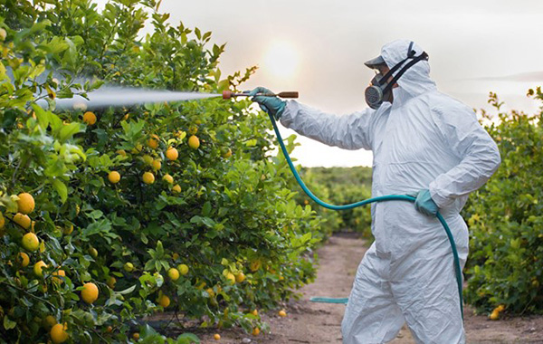 Pesticides Being Sprayed and the Long Term Effects on Food