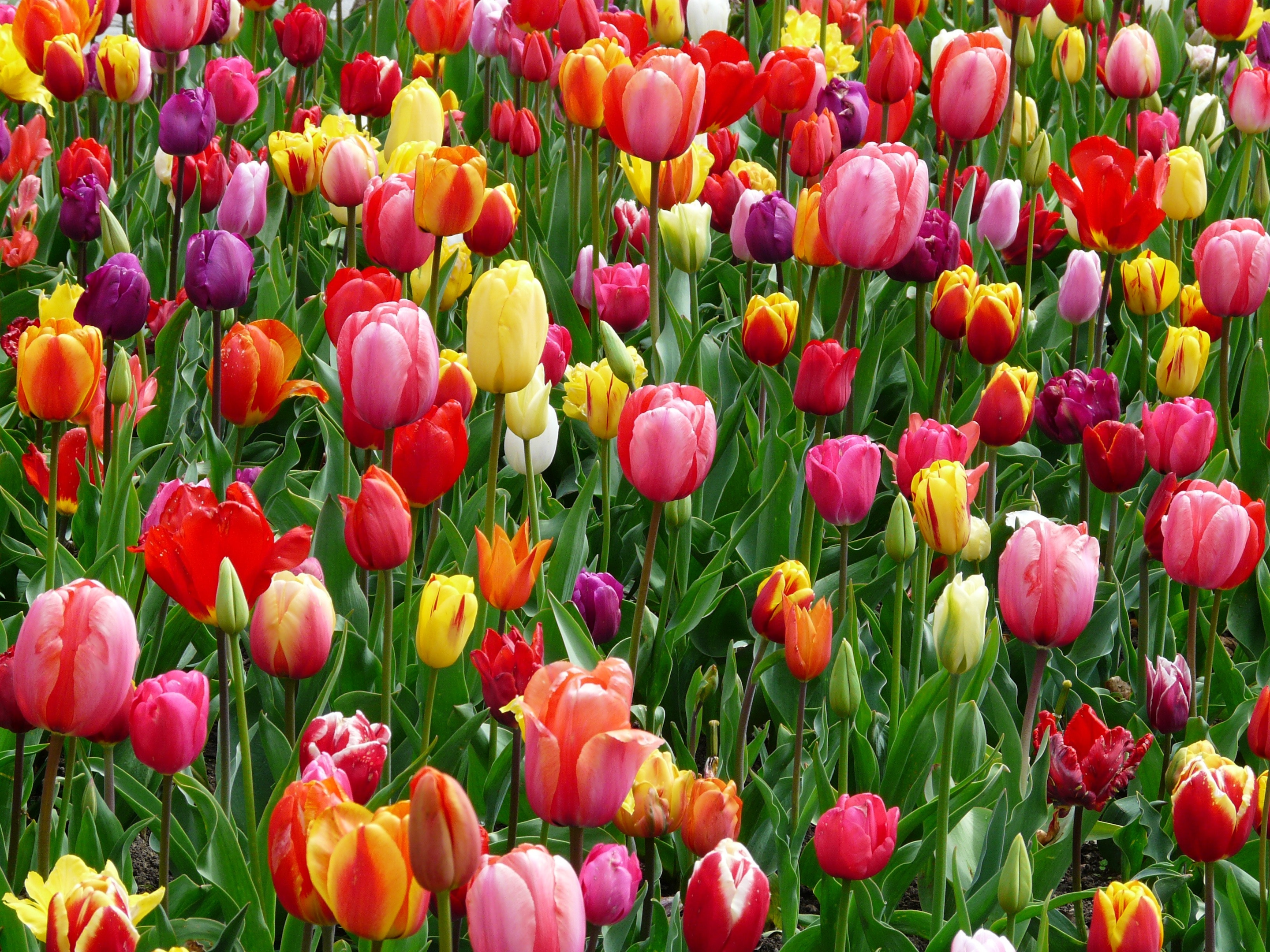 Campos de tulipanes rojos, morados y amarillos