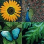 Photos of a flower, peacock, fern and butterfly