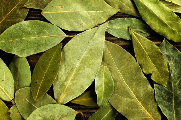 A photo of leaves