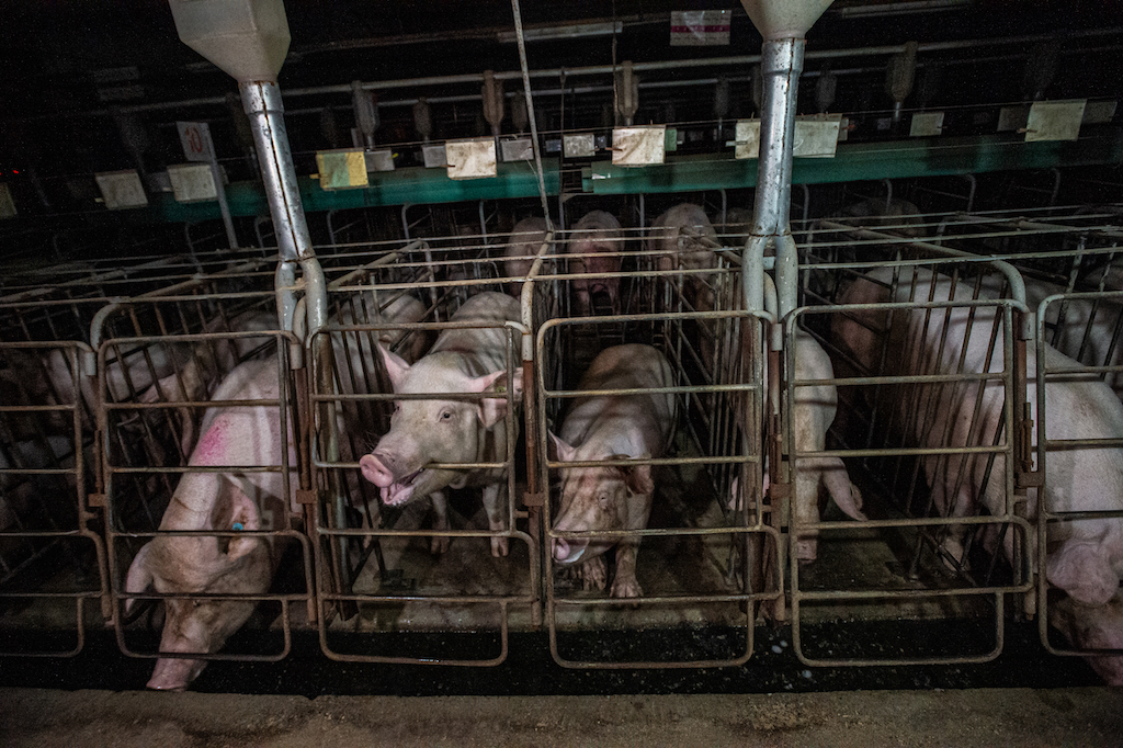 Female pigs confined in farrowing crates.