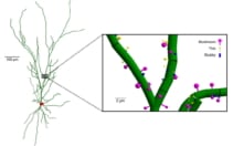 Reconstruction of the neuron geometry