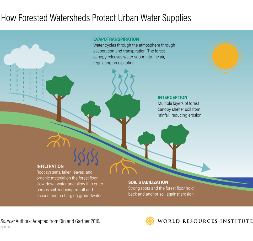 bewaldete Wassereinzugsgebiete schützen die städtische Wasserversorgung