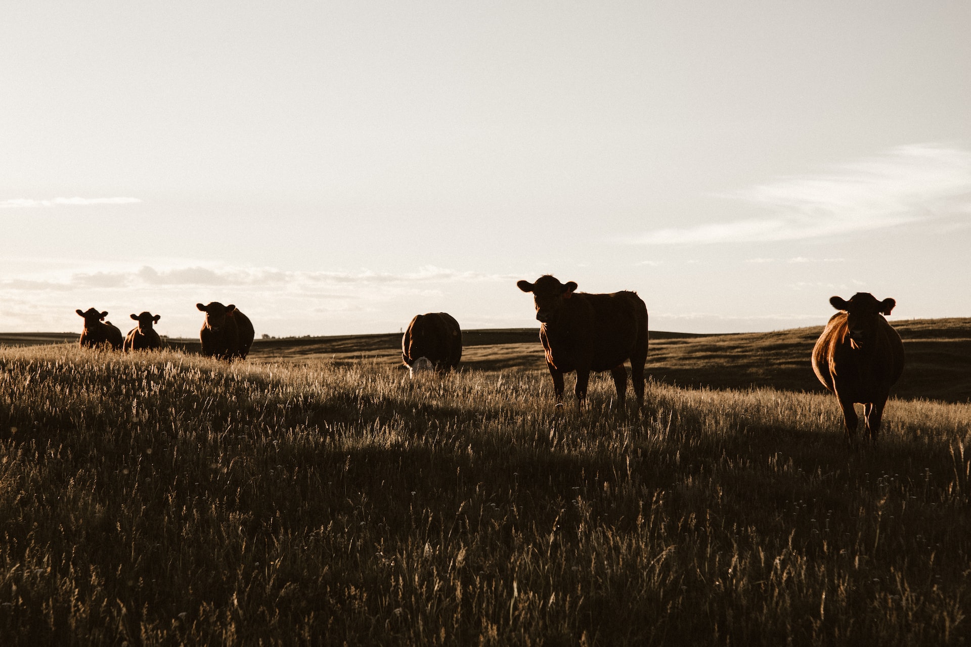 Koeien in een veld.