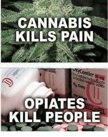 1/3 of People with Chronic Pain Choose Cannabis