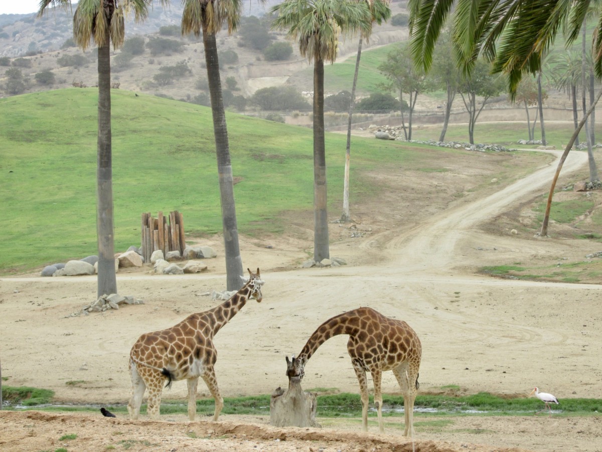 giraffes at the san diego zoo