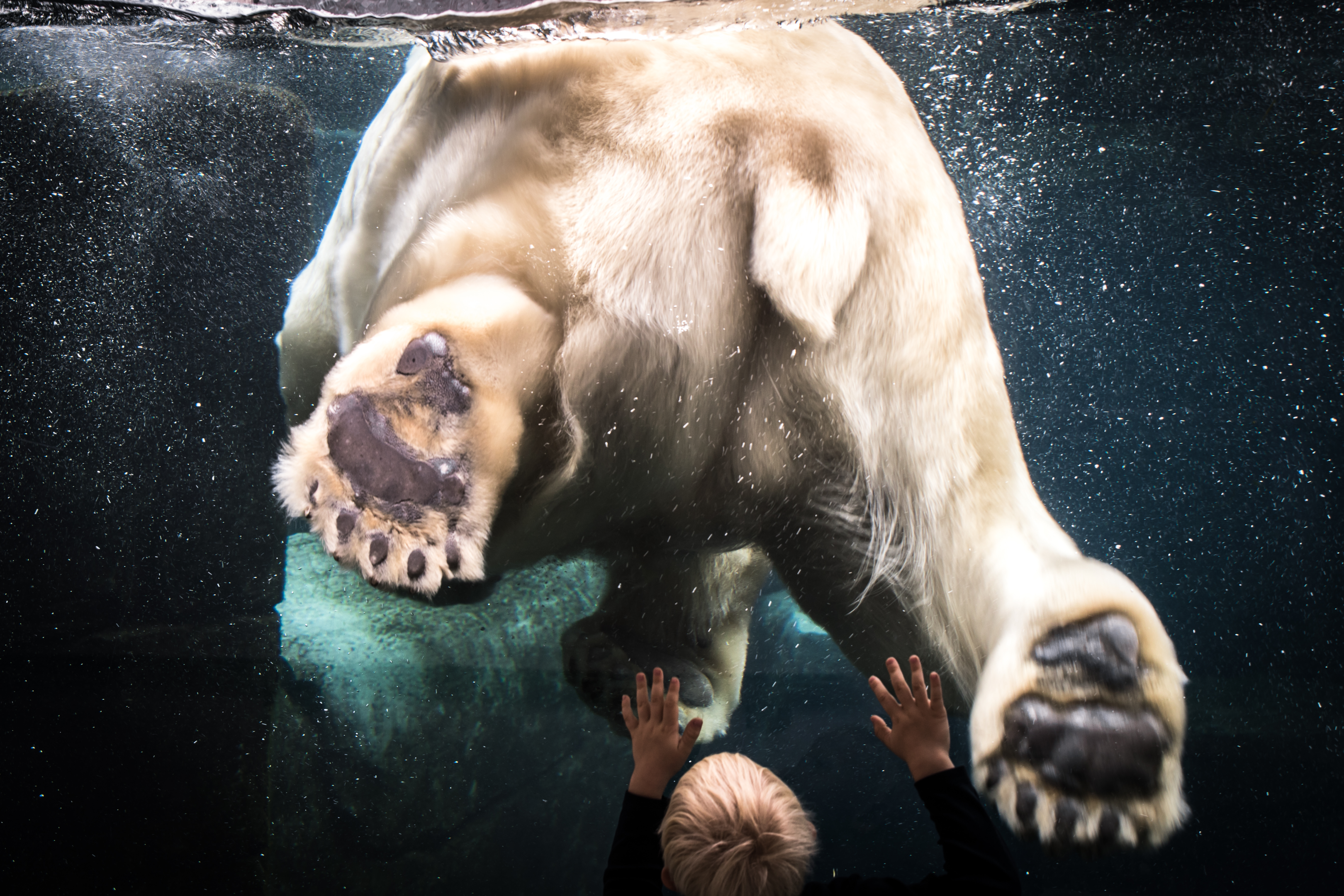 Child watching a polar bear swim through glass