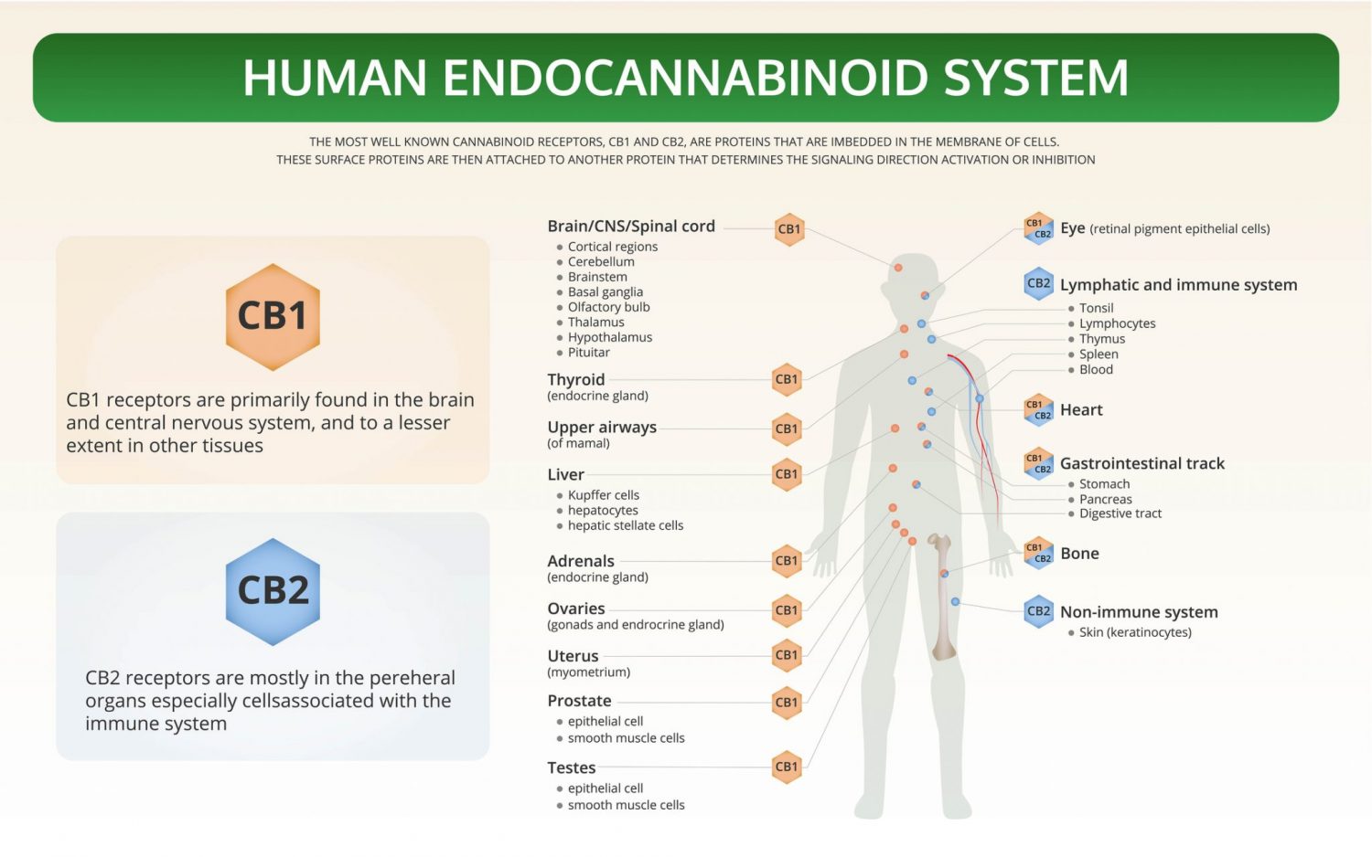 endocannabinoïdensysteem