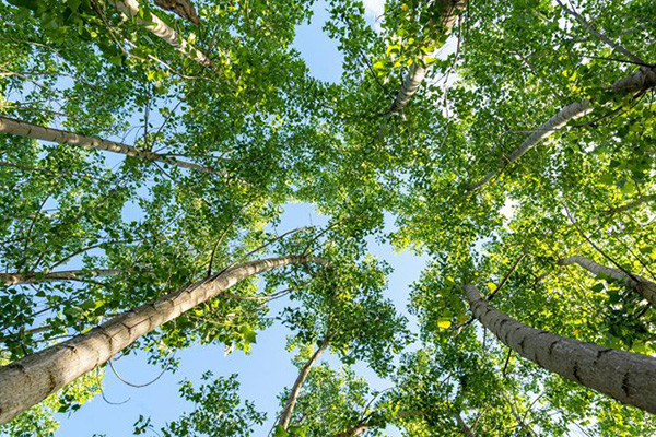 Clean Air Provides Growth for Tree and Wildlife