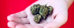 herbe décarbée pour cuisiner au cannabis