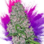 Cannabis y trazos: Desenmascarando mitos y conceptos erróneos