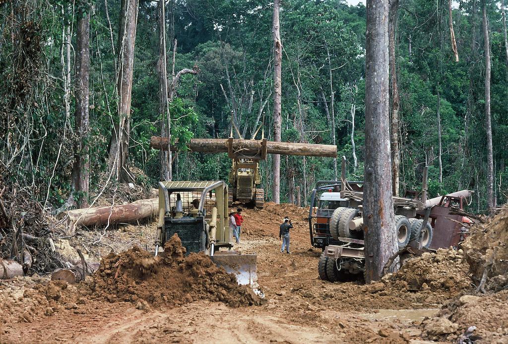 Logging concession in Sabah, Malaysia.