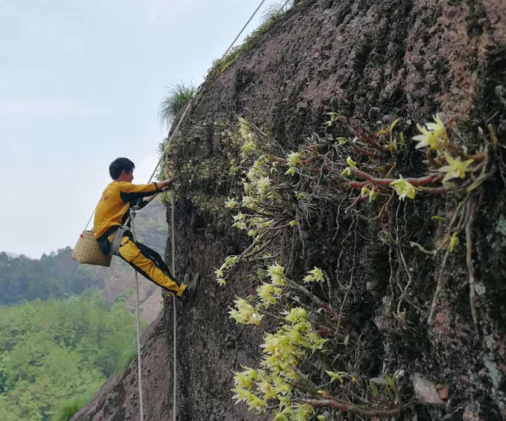 중국 남부 푸젠성 절벽에 난초 심기. 대부분의 Dendrobium 종은 토양보다는 암석이나 다른 식물에서 자랍니다. 리우 홍, CC BY-ND