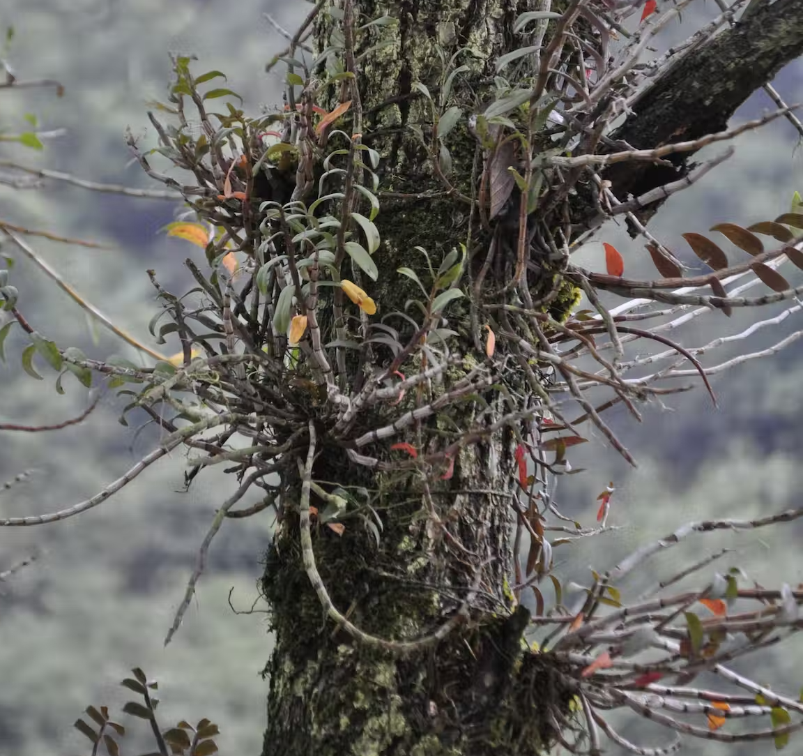 중국 광동성의 한 나무에서 자라는 반야생 Dendrobium 난초. 리우 홍, CC BY-ND