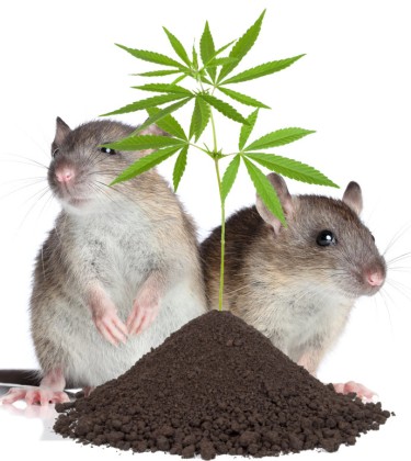 마리화나 식물의 생쥐