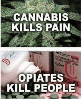 opioïde verslaving behandelen met cannabis
