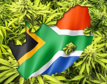 SOUTH AFRICA CANNABIS INDUSTRY