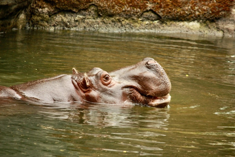 Seattle'daki Woodland Park Hayvanat Bahçesi'nde su aygırı