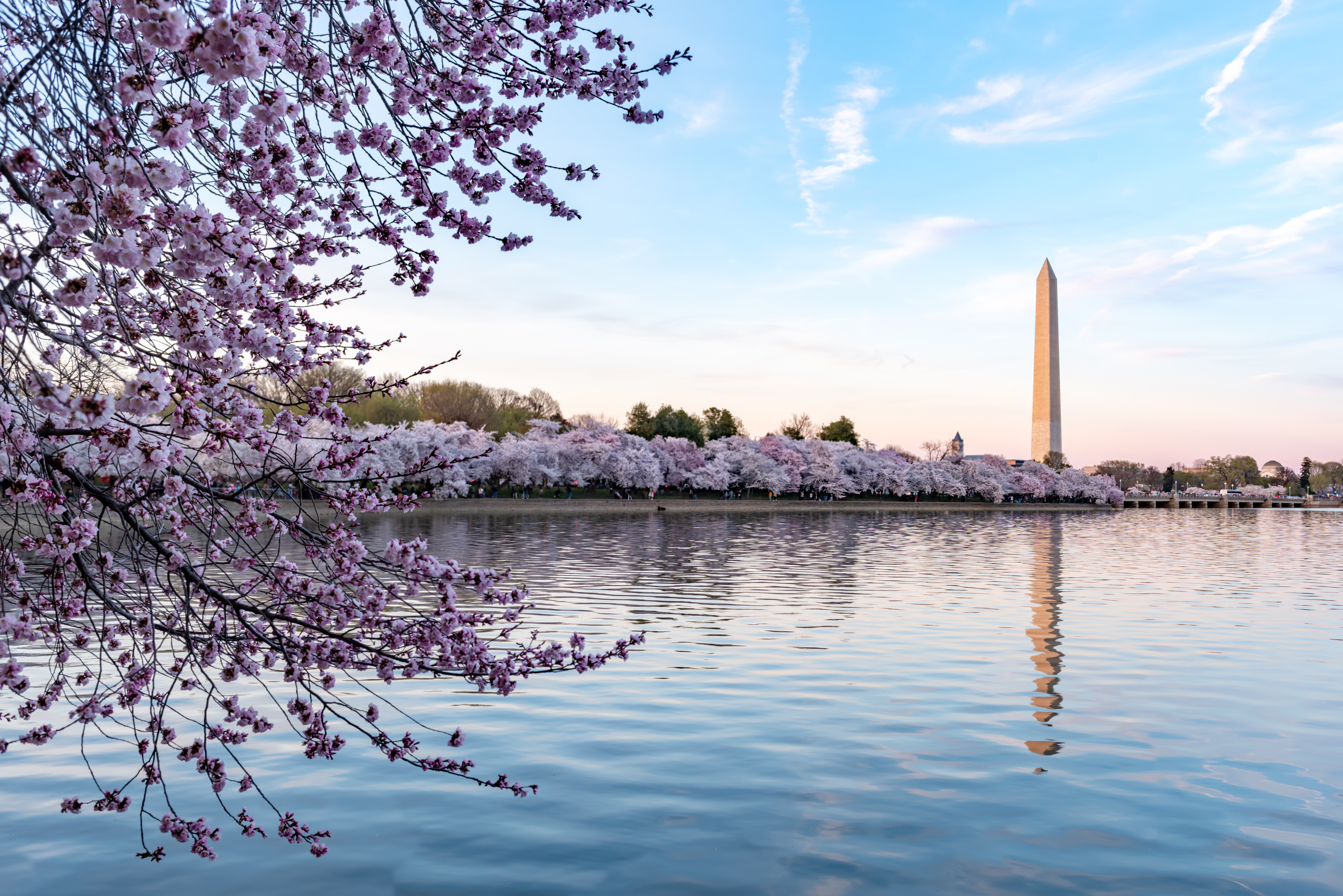 Ulusal Kiraz Çiçeği Festivali sırasında Washington Anıtı