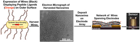Los nanocables se convierten en sensores