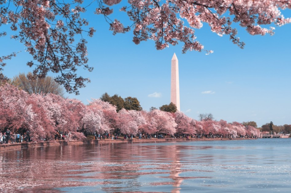 Flores de cerezo en el National Mall en DC