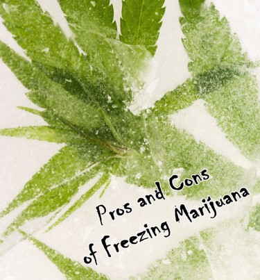 PROS AND CONS OF FREEZING YOUR WEED