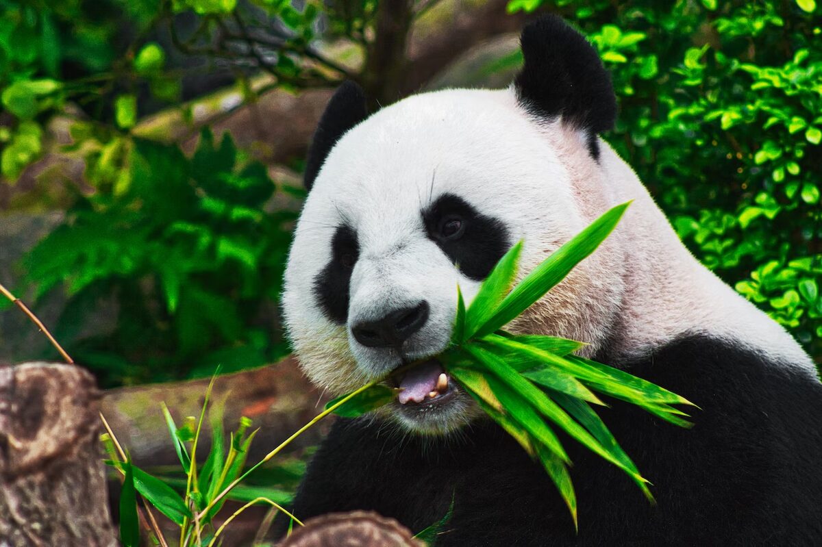 Cómo usar Pandas GroupBy de manera efectiva