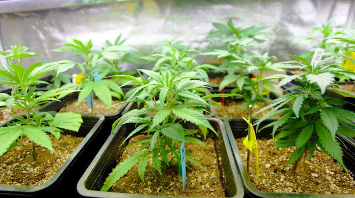 Setting Up Your Cannabis Grow Space