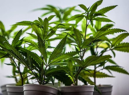 Building and outfitting your grow space