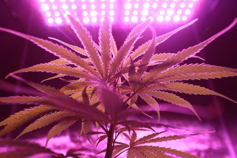 Setting Up Your Cannabis Grow Space Lighting, ventilation, and temperature control