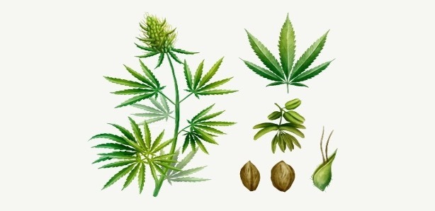 How to germinate cannabis seeds