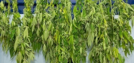 Trimming and drying cannabis buds is an important step in growing cannabis. 