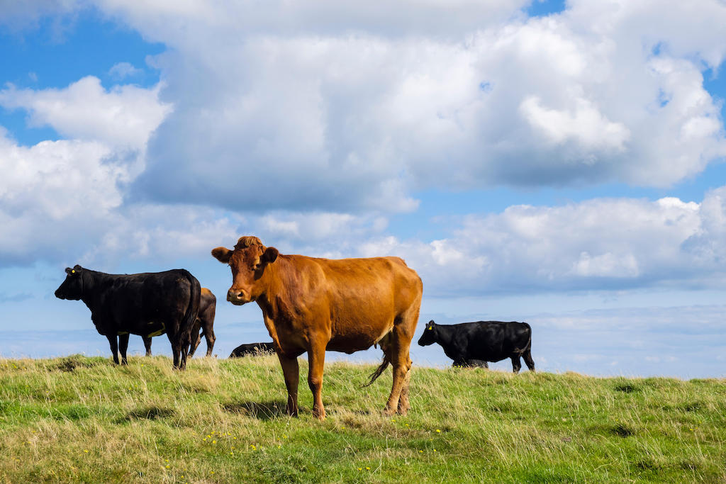 Flock av svarta och bruna frigående mjölkkor på ett fält på sensommaren i Anglesey, Wales, Storbritannien