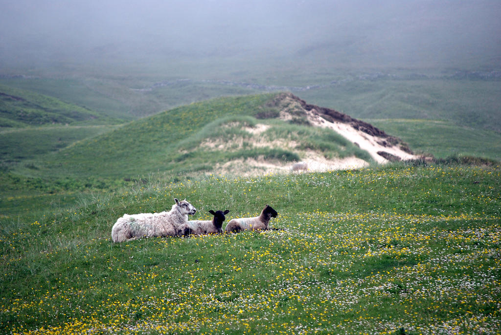 スコットランドのアイラ島のビーチで羊。