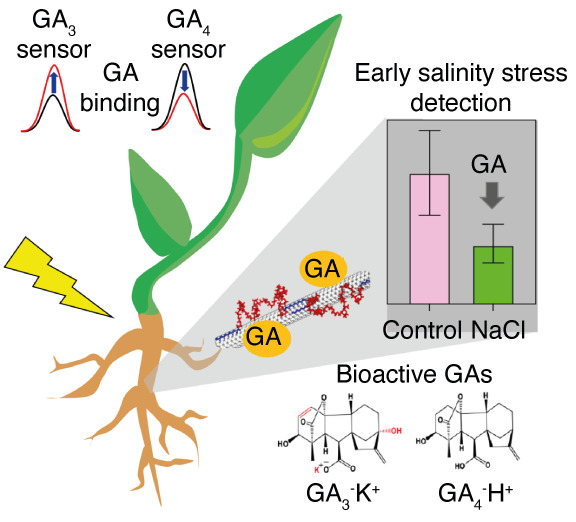 Illustration of gibberellins detection in living plants using near-infrared fluorescent carbon nanotube sensors for early indication of salinity stress