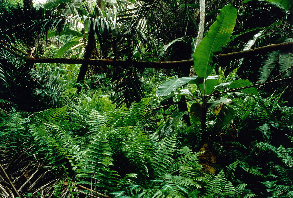 ナイジェリアの熱帯雨林。